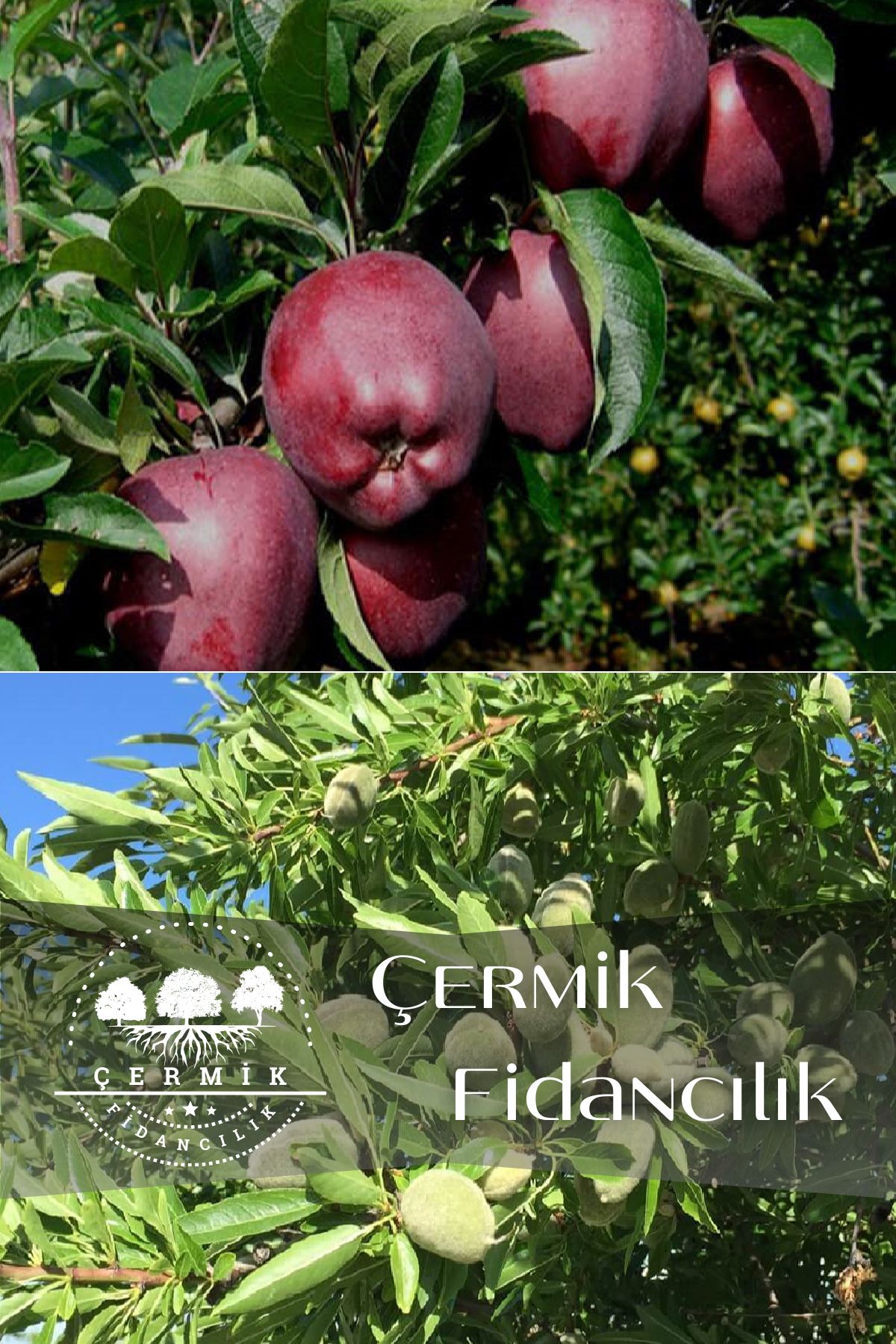 2 Çeşit Karışık Meyve Fidanı Kırmızı Elma Ve Badem