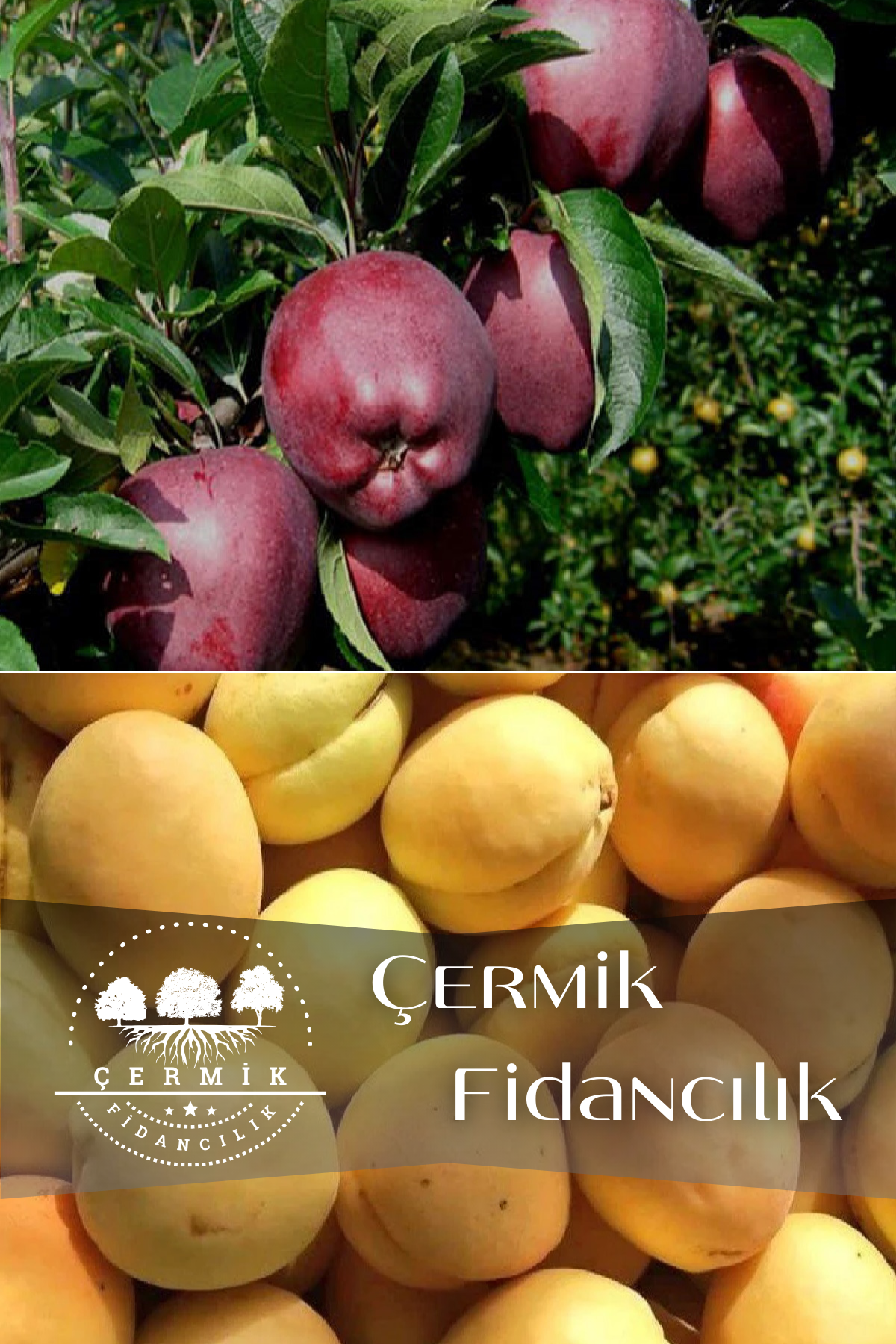 2 Çeşit Karışık Meyve Fidanı Kırmızı Elma Ve Malatya Kayısı