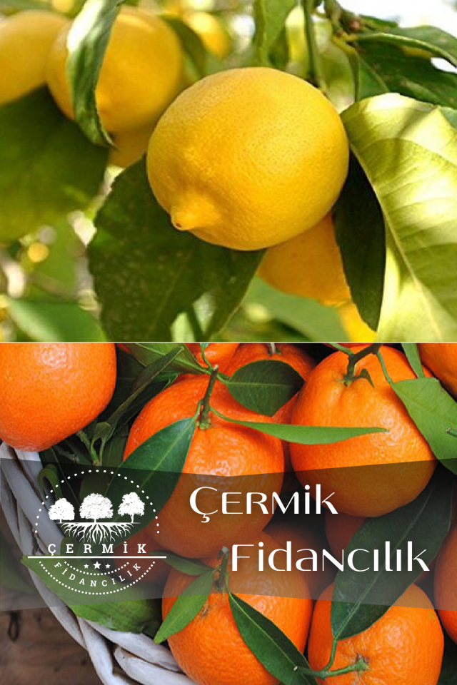 2 Çeşit Karışık Meyve Fidanı Mandalina Ve Limon