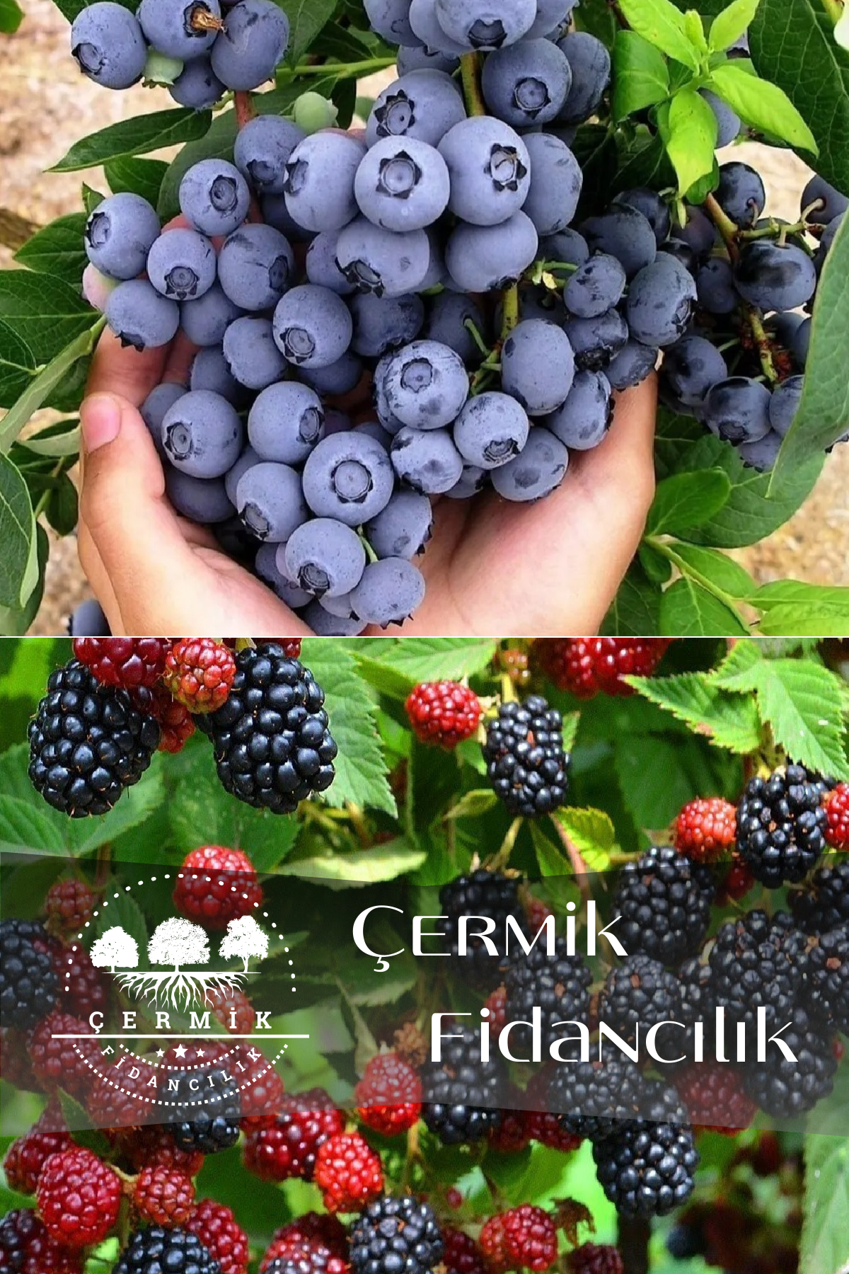2 Çeşit Karışık Meyve Fidanı Yaban Mersini Ve Böğürtlen