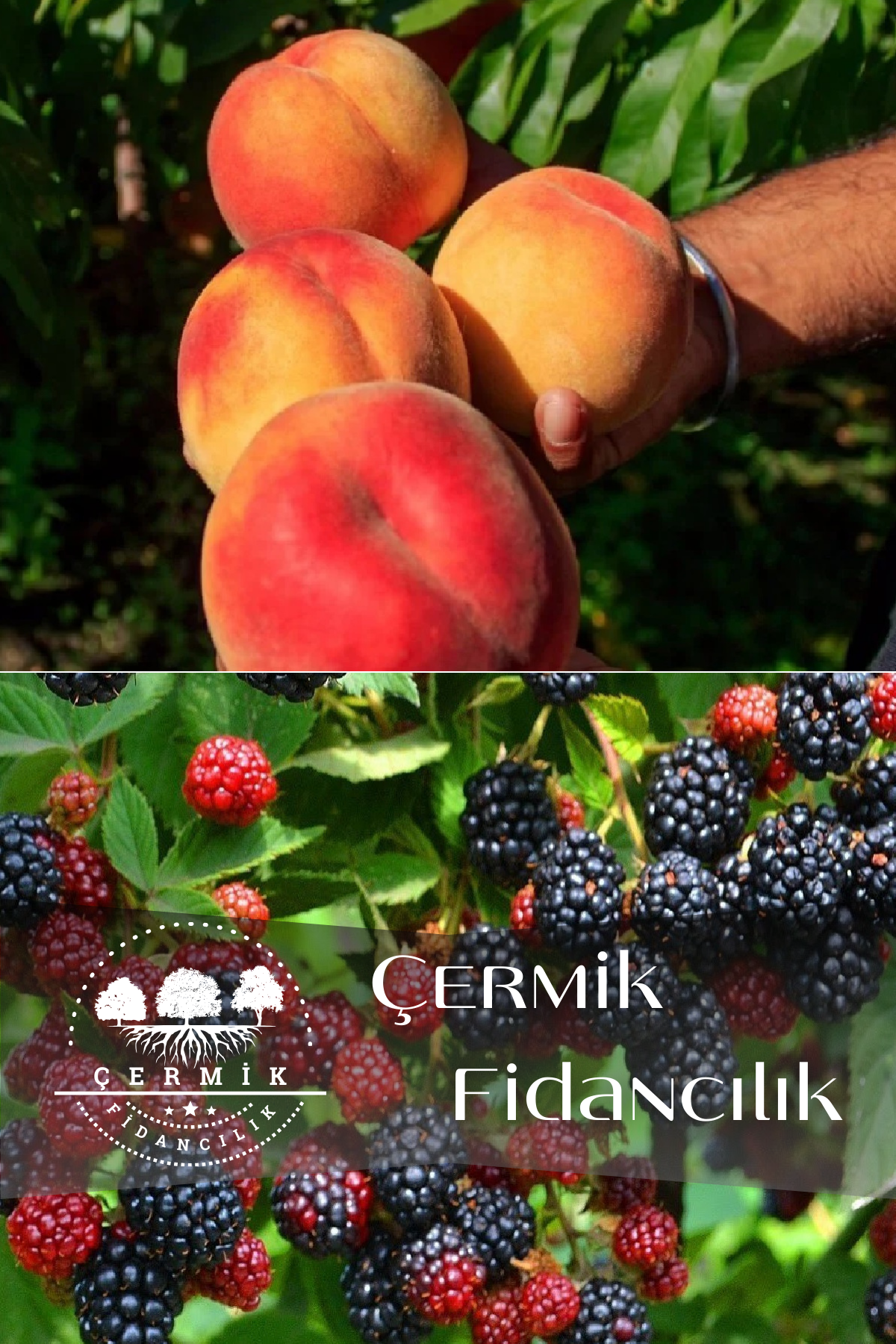 2 Çeşit Karışık Meyve Fidanı Şeftali Ve Böğürtlen