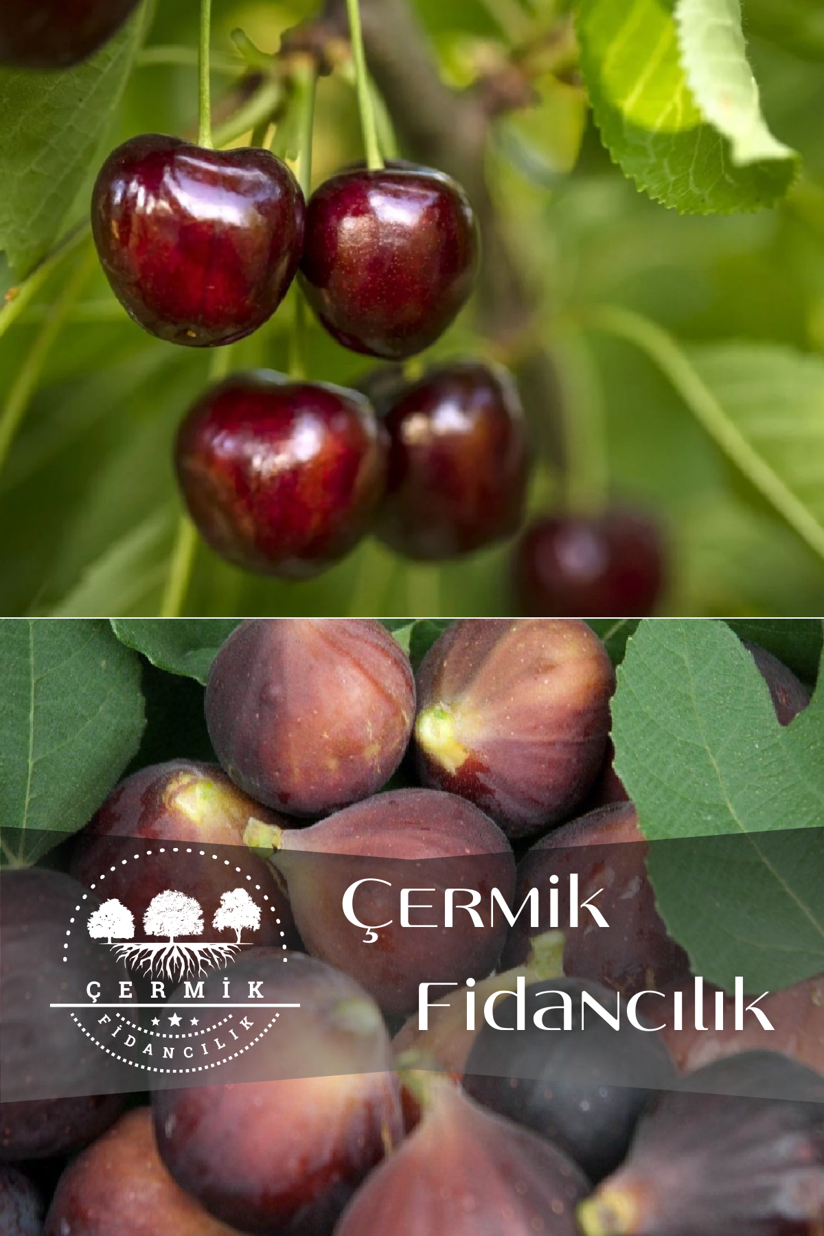 2 Çeşit Karışık Meyve Fidanı Napolyon Kiraz Ve Siyah Incir