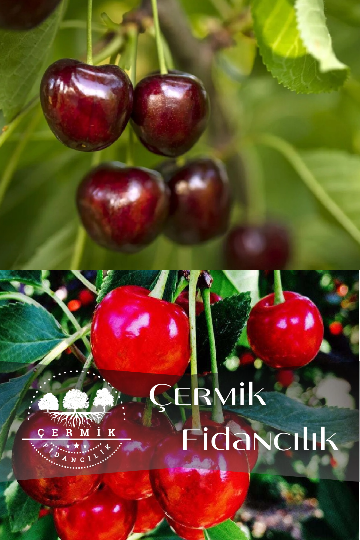 2 Çeşit Karışık Meyve Fidanı Napolyon Kiraz Ve Vişne