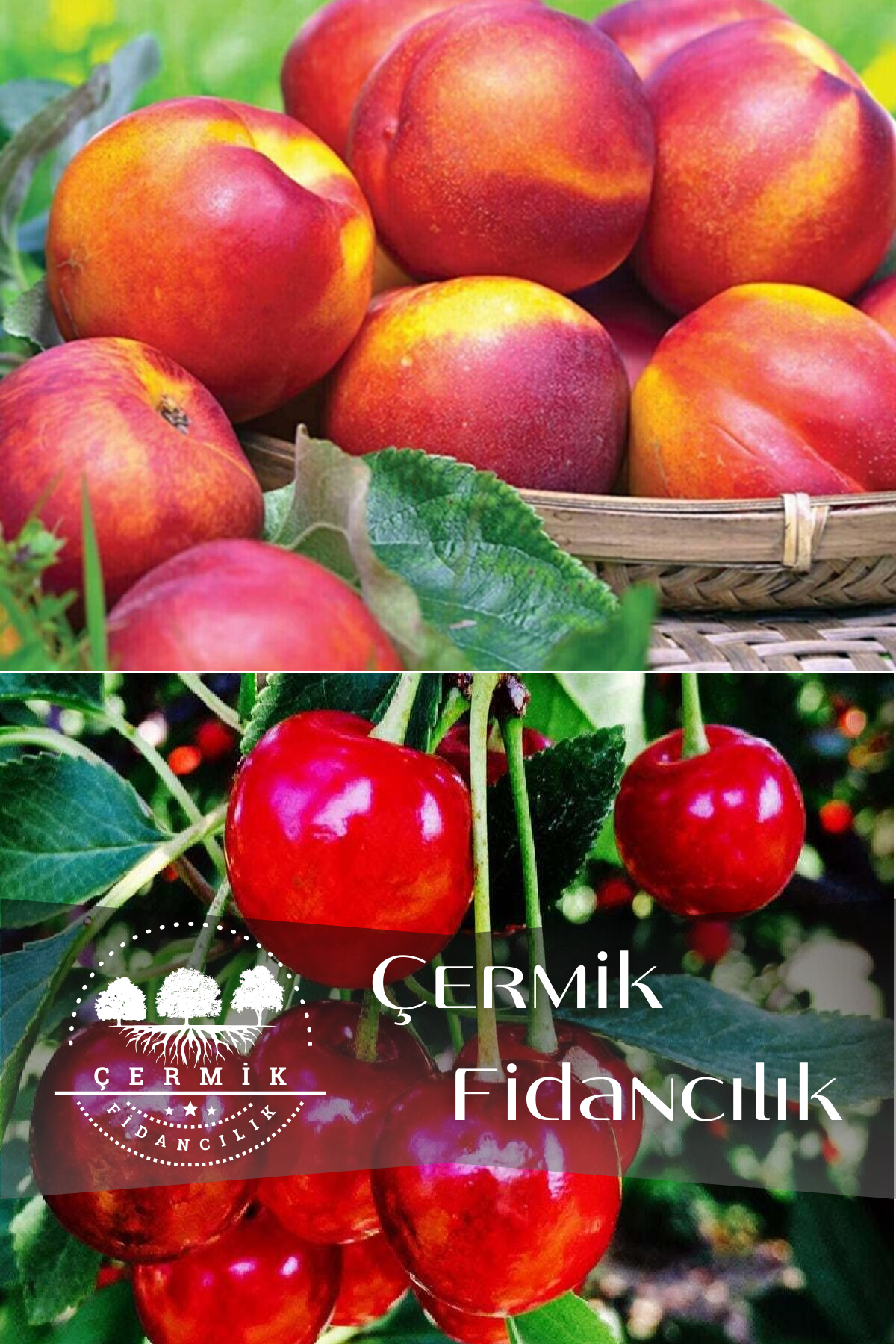 2 Çeşit Karışık Meyve Fidanı Nektarin Ve Vişne