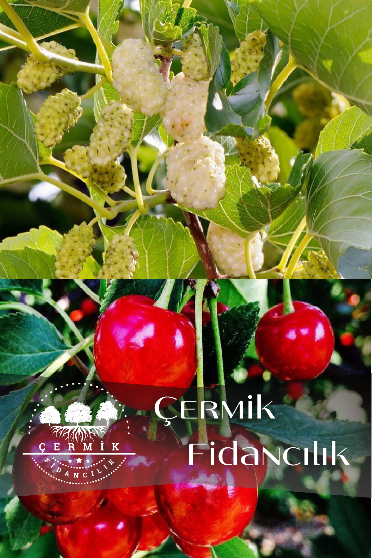 2 Çeşit Karışık Meyve Fidanı Beyaz Dut Ve Vişne