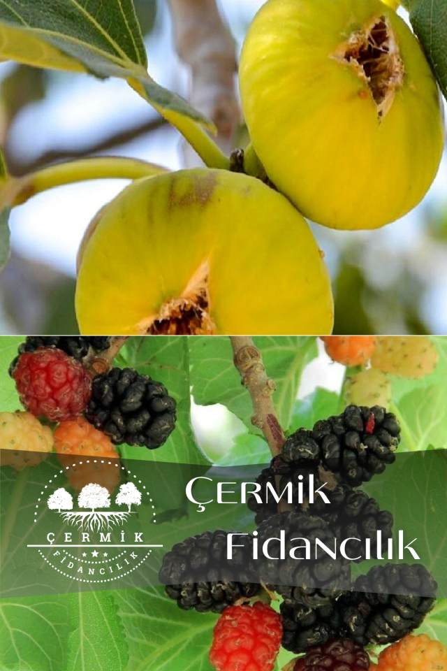 2 Çeşit Karışık Meyve Fidanı Kara Dut Ve Sarı Lop Incir
