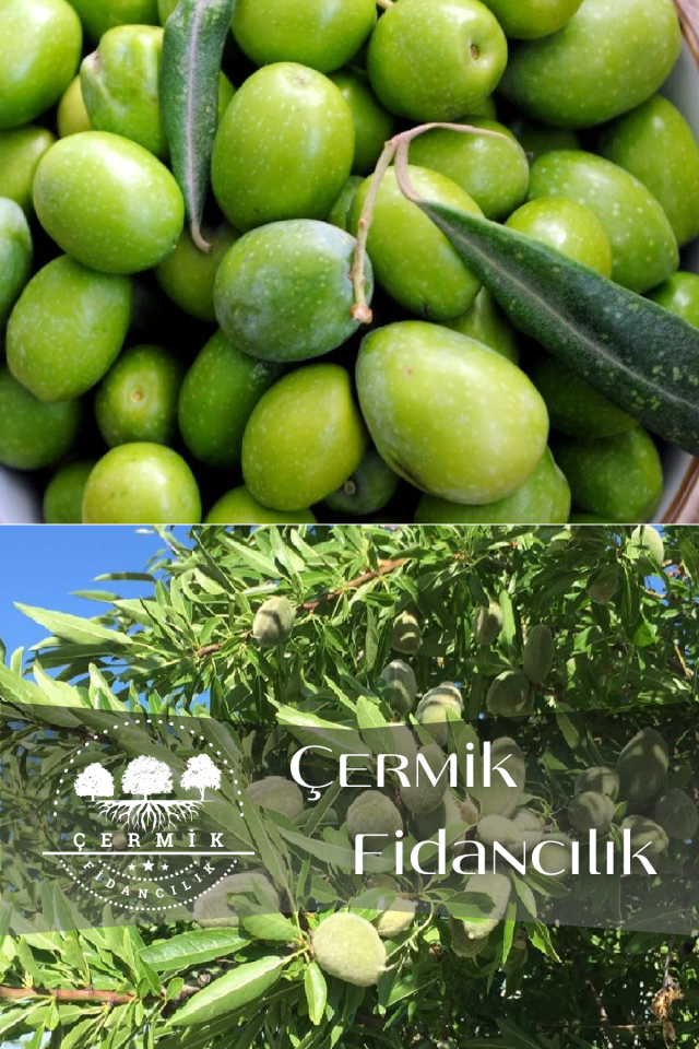 2 Çeşit Karışık Meyve Fidanı Zeytin Ve Badem