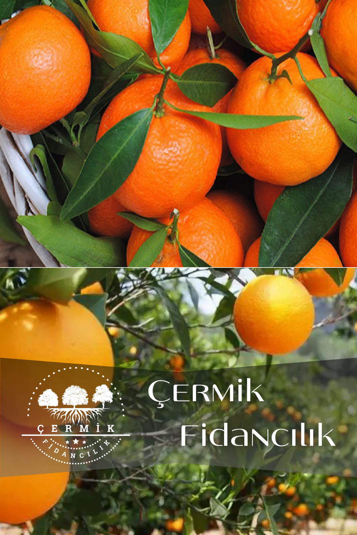 2 Çeşit Karışık Meyve Fidanı Mandalina Ve Portakal