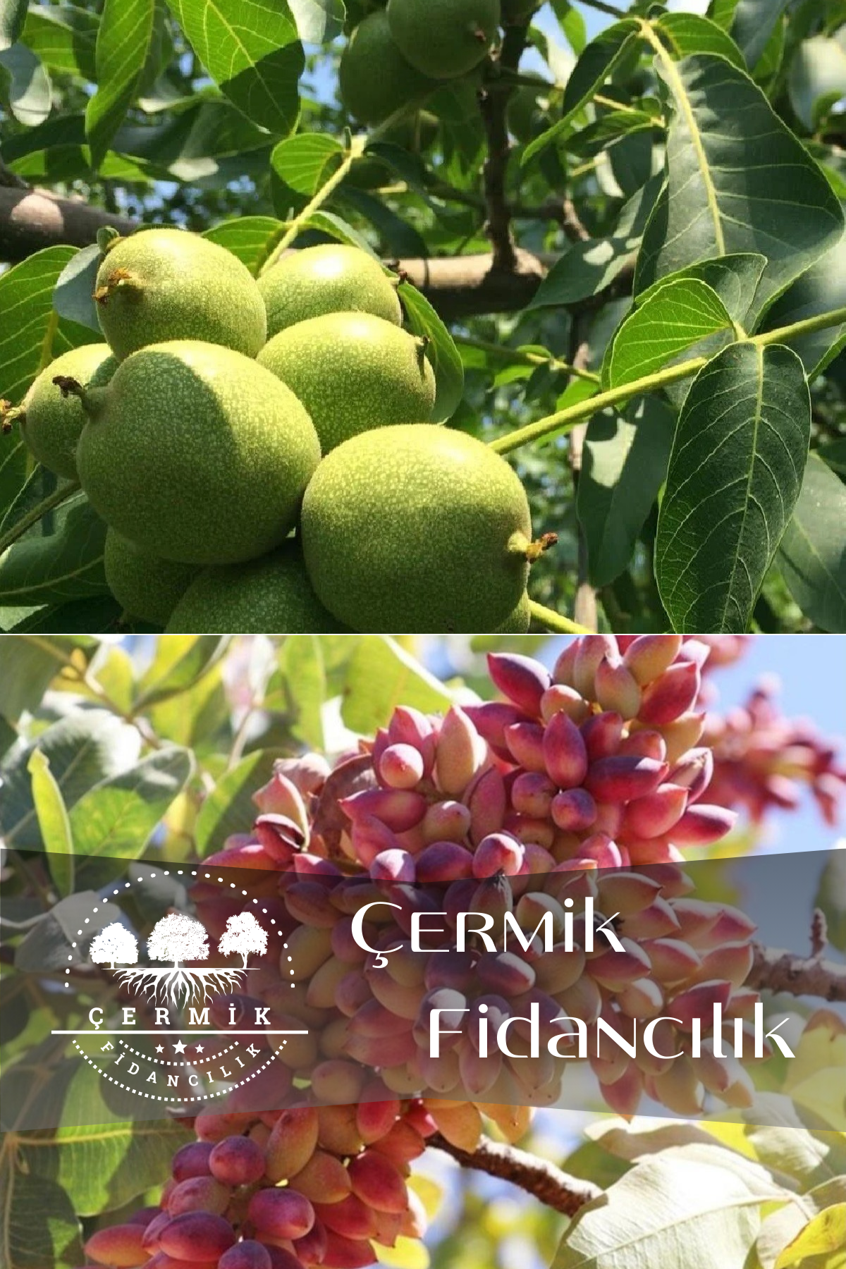 2 Çeşit Karışık Meyve Fidanı Ceviz Ve Antep Fıstığı