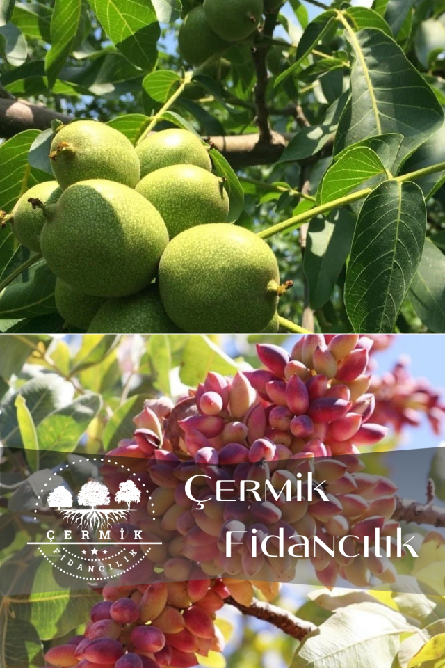 2 Çeşit Karışık Meyve Fidanı Ceviz Ve Antep Fıstığı