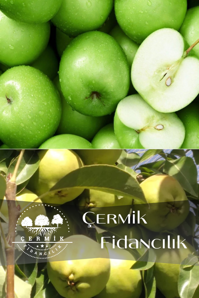 2 Çeşit Karışık Meyve Fidanı Yeşil Elma Ve Deveci Armut