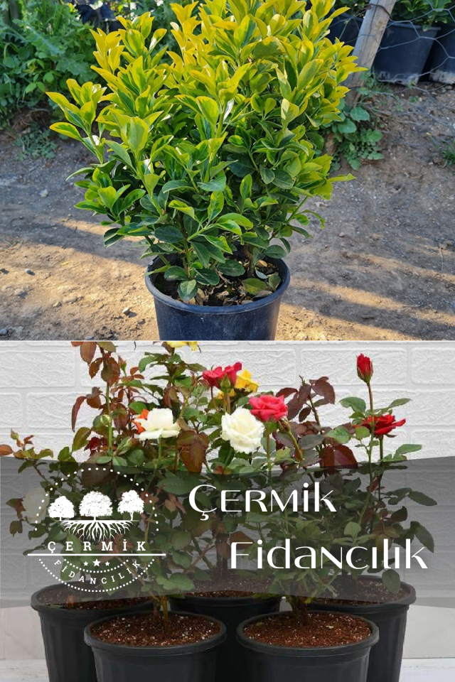 2 Çeşit Karışık Süs Fidanı Taflan Ve Gül