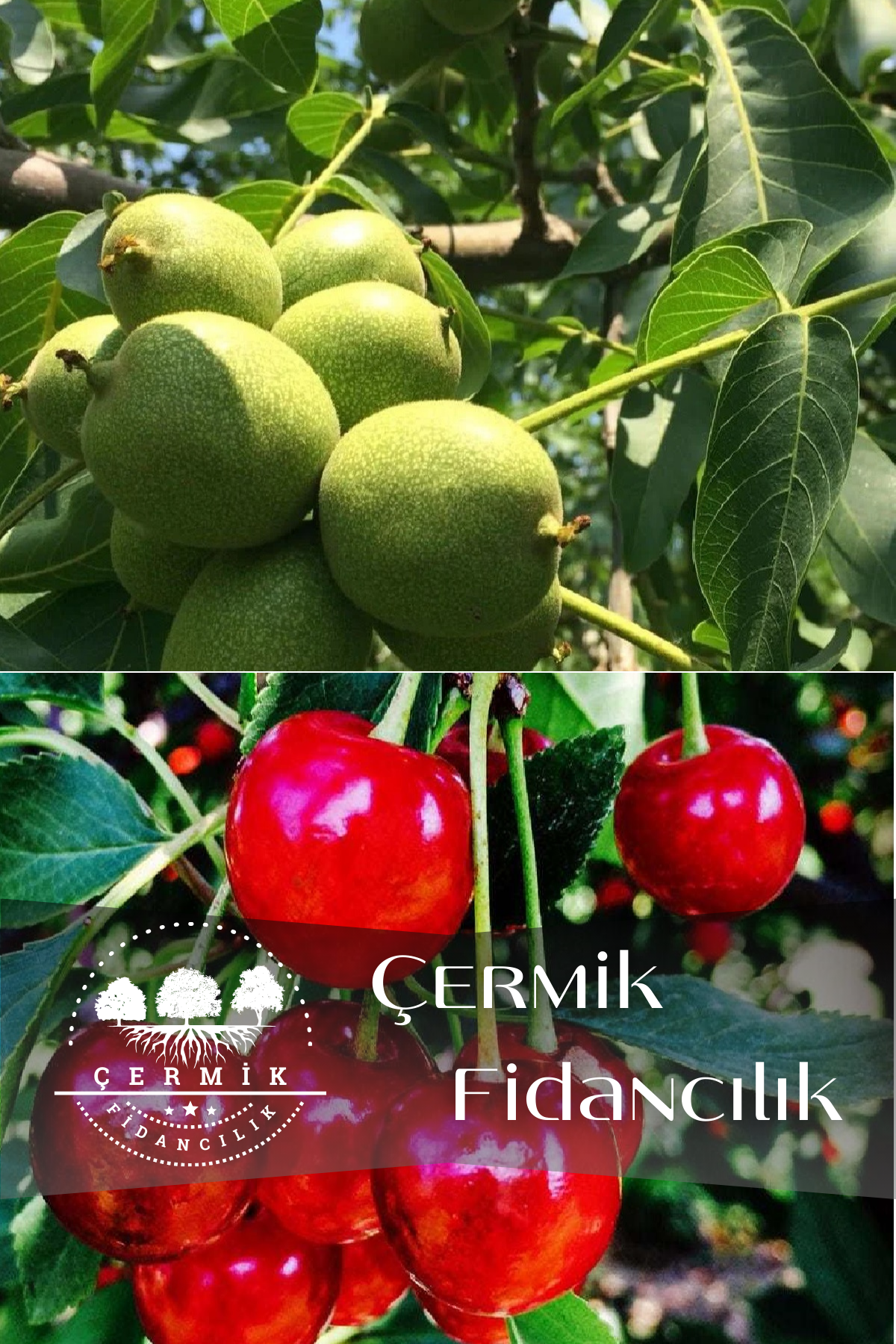 2 Çeşit Karışık Meyve Fidanı Ceviz ve Vişne