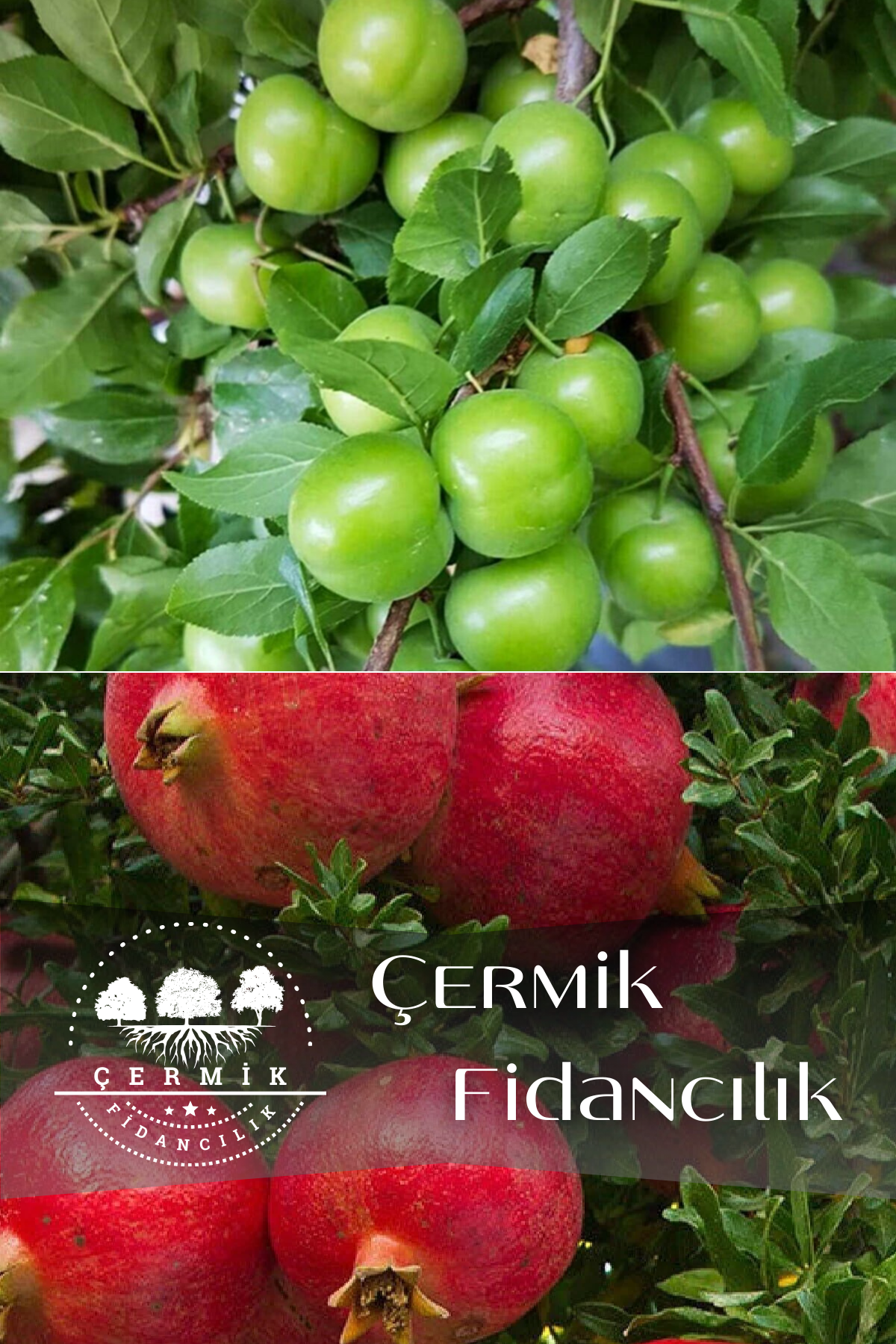 2 Çeşit Karışık Meyve Fidanı Yeşil Can Erik ve Hicaz Nar