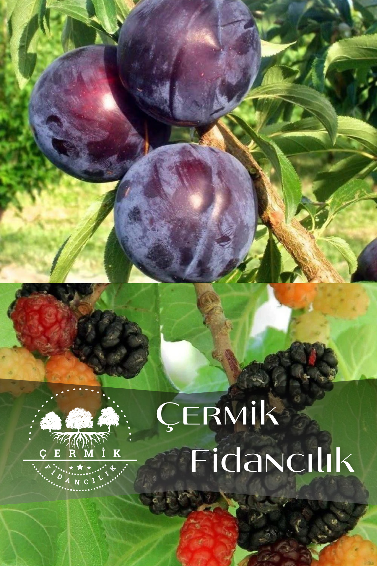 2 Çeşit Karışık Meyve Fidanı Kara Erik ve Kara Dut
