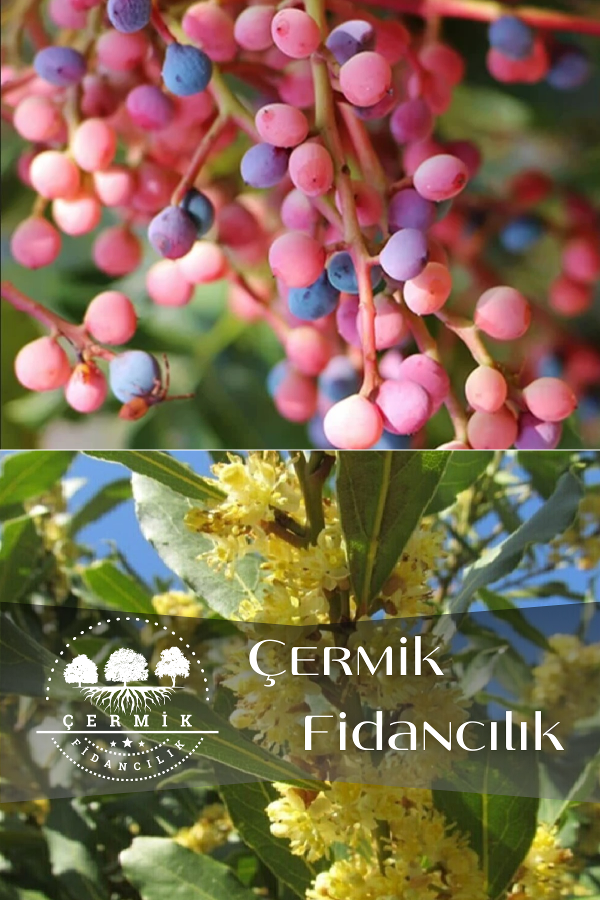 2 Çeşit Karışık Meyve Fidanı Menengiç ve Defne