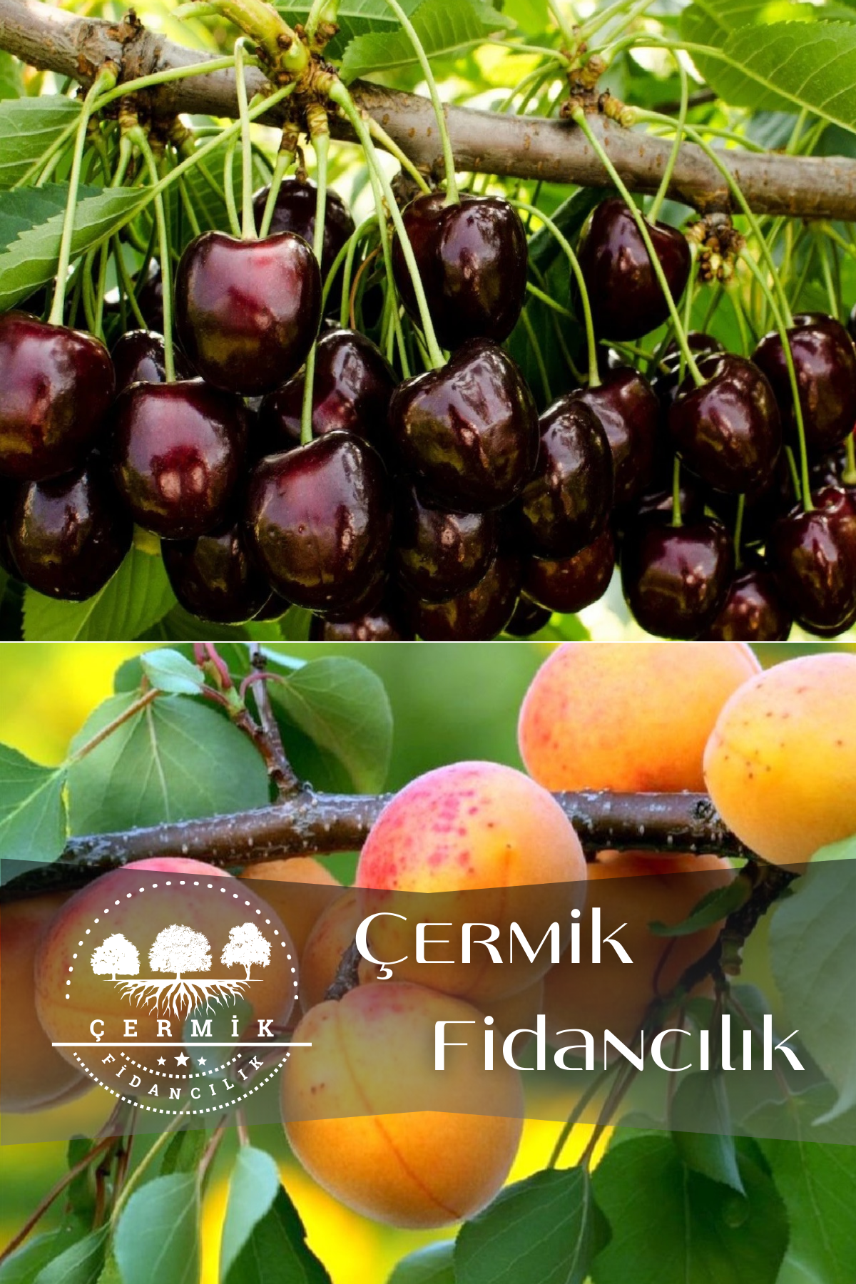 2 Çeşit Karışık Meyve Fidanı Kara Kiraz ve Şekerpare Kayısı