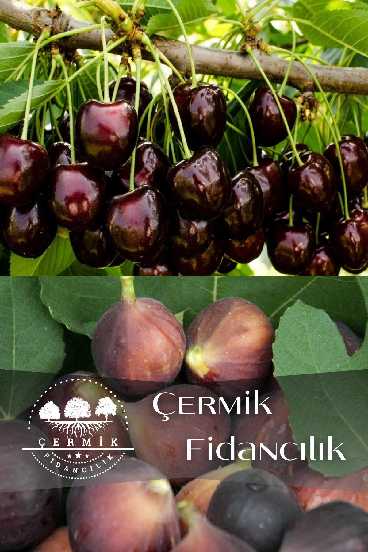 2 Çeşit Karışık Meyve Fidanı Kara Kiraz ve Siyah İncir