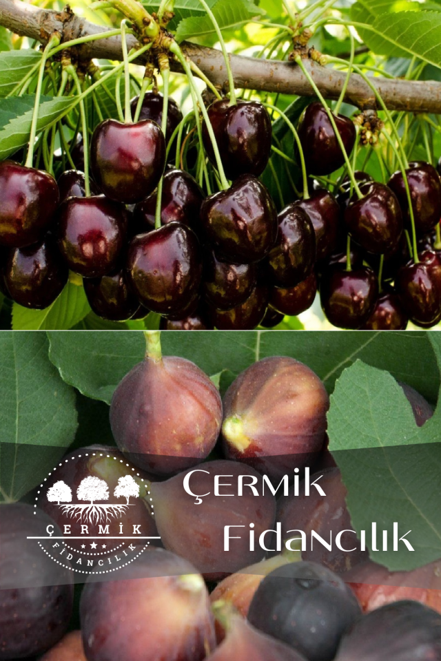 2 Çeşit Karışık Meyve Fidanı Kara Kiraz ve Siyah İncir