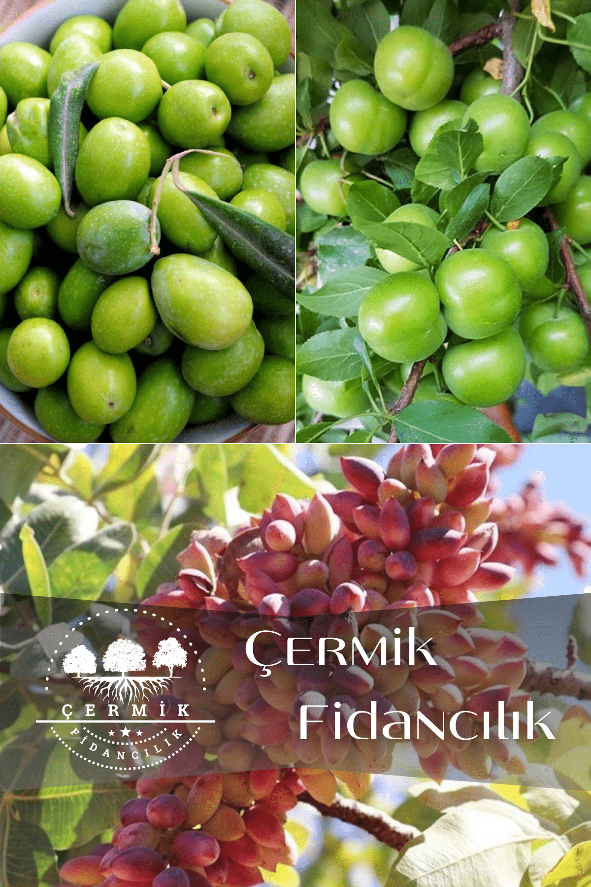 3 Çeşit Karışık Meyve Fidanı Zeytin, Can Erik Ve Antep Fıstığı