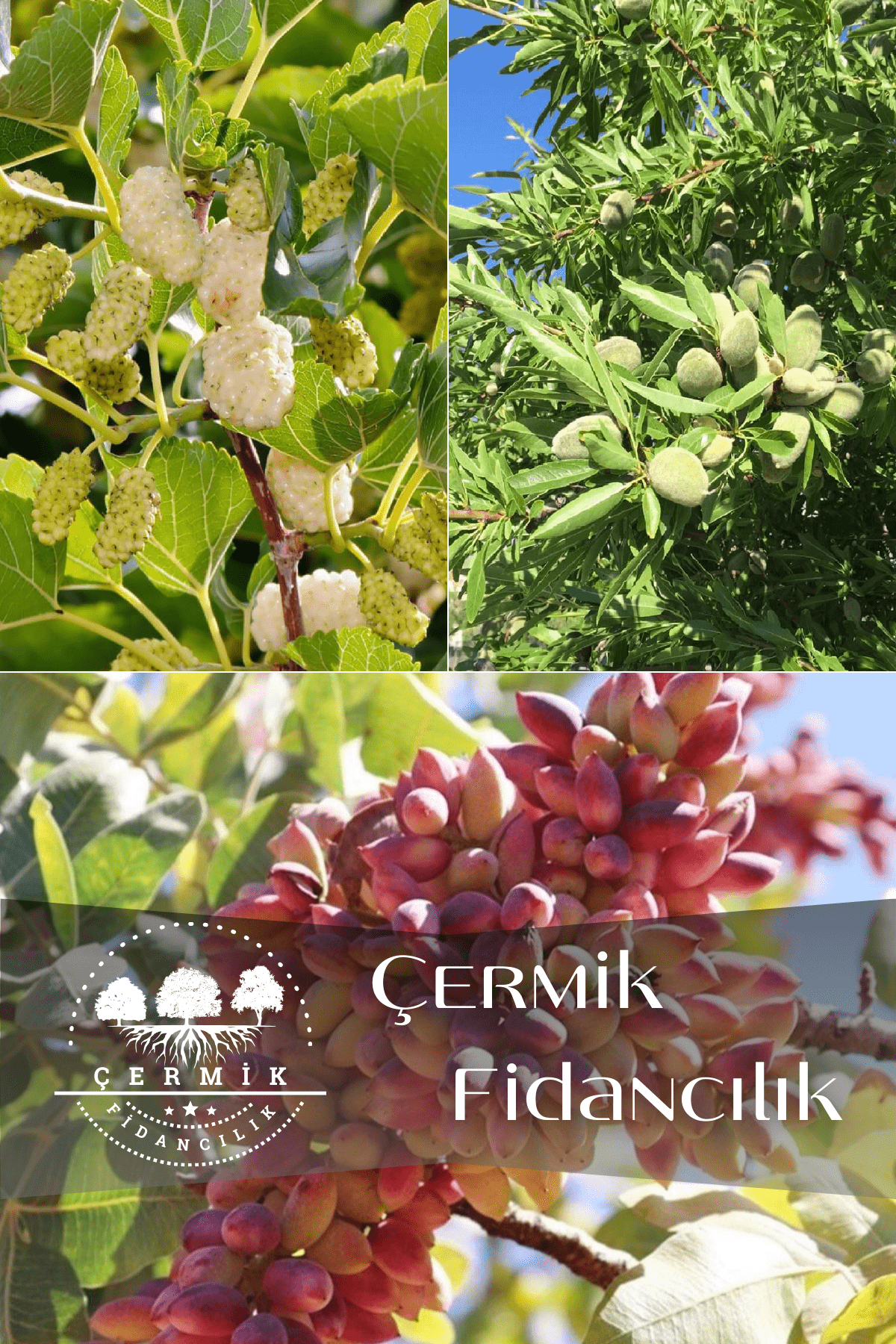 3 Çeşit Karışık Meyve Fidanı Beyaz Dut , Badem Ve Antep Fıstığı