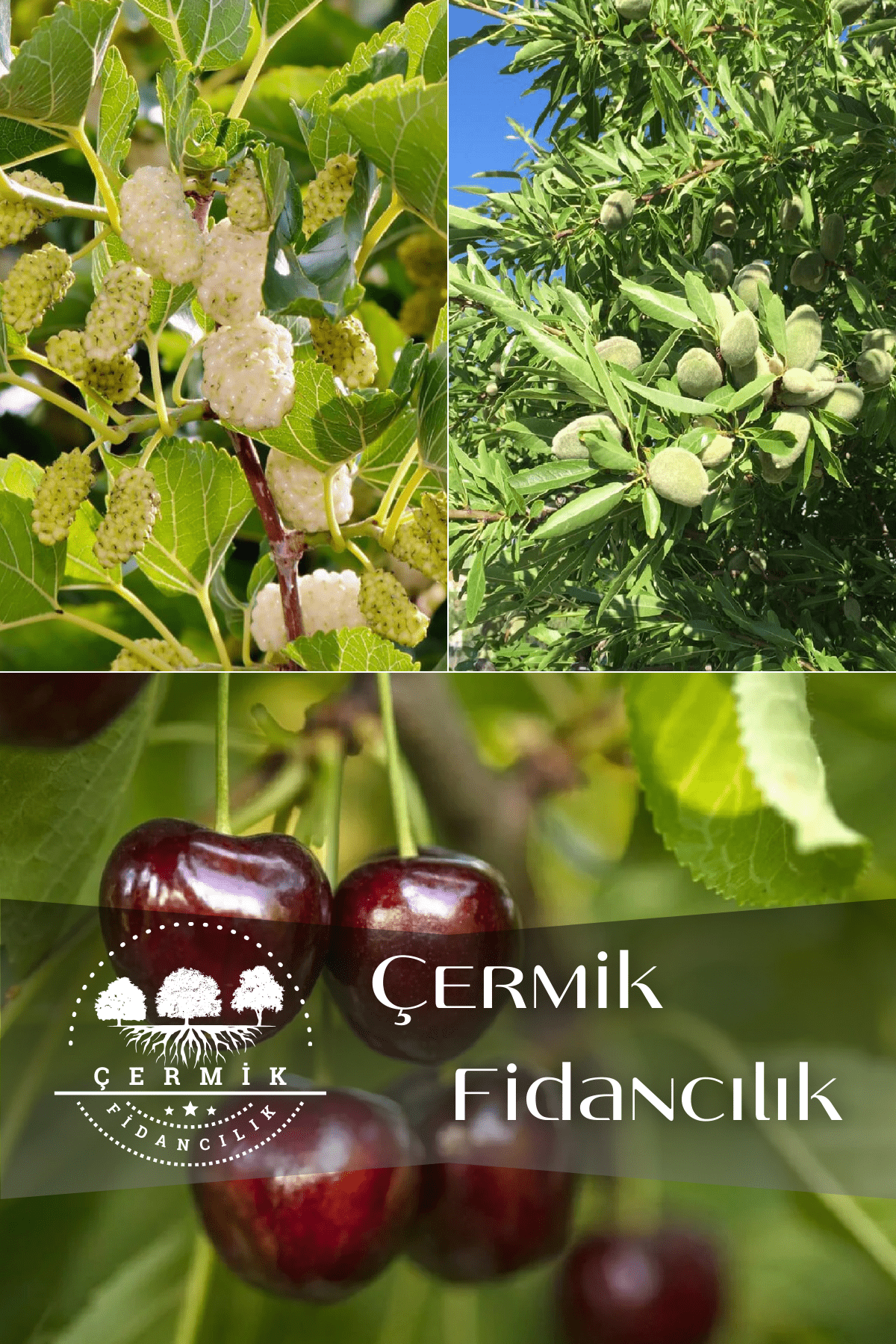 3 Çeşit Karışık Meyve Fidanı Beyaz Dut , Badem Ve Napolyon Kiraz