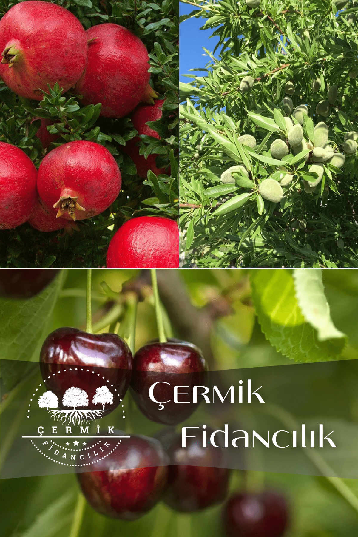 3 Çeşit Karışık Meyve Fidanı Hicaz Nar , Badem Ve Napolyon Kiraz