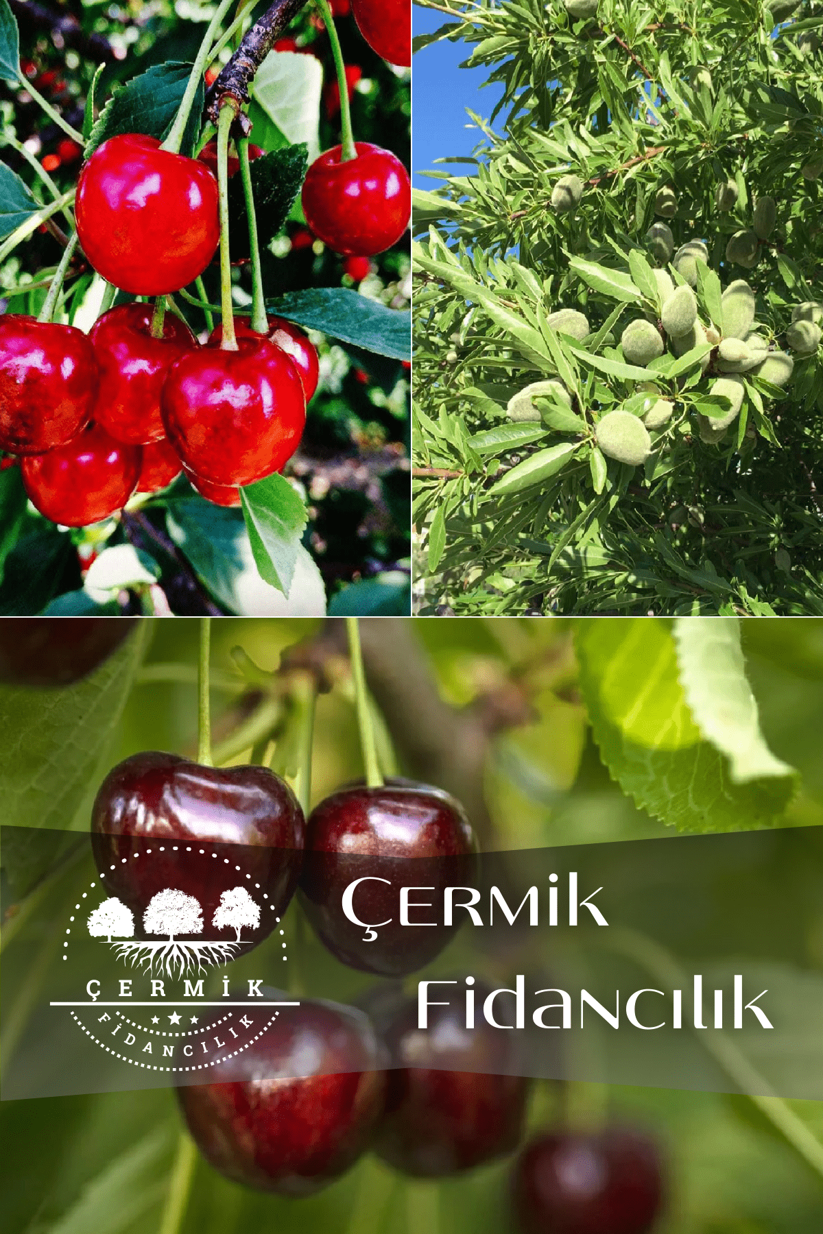 3 Çeşit Karışık Meyve Fidanı Vişne , Badem Ve Napolyon Kiraz