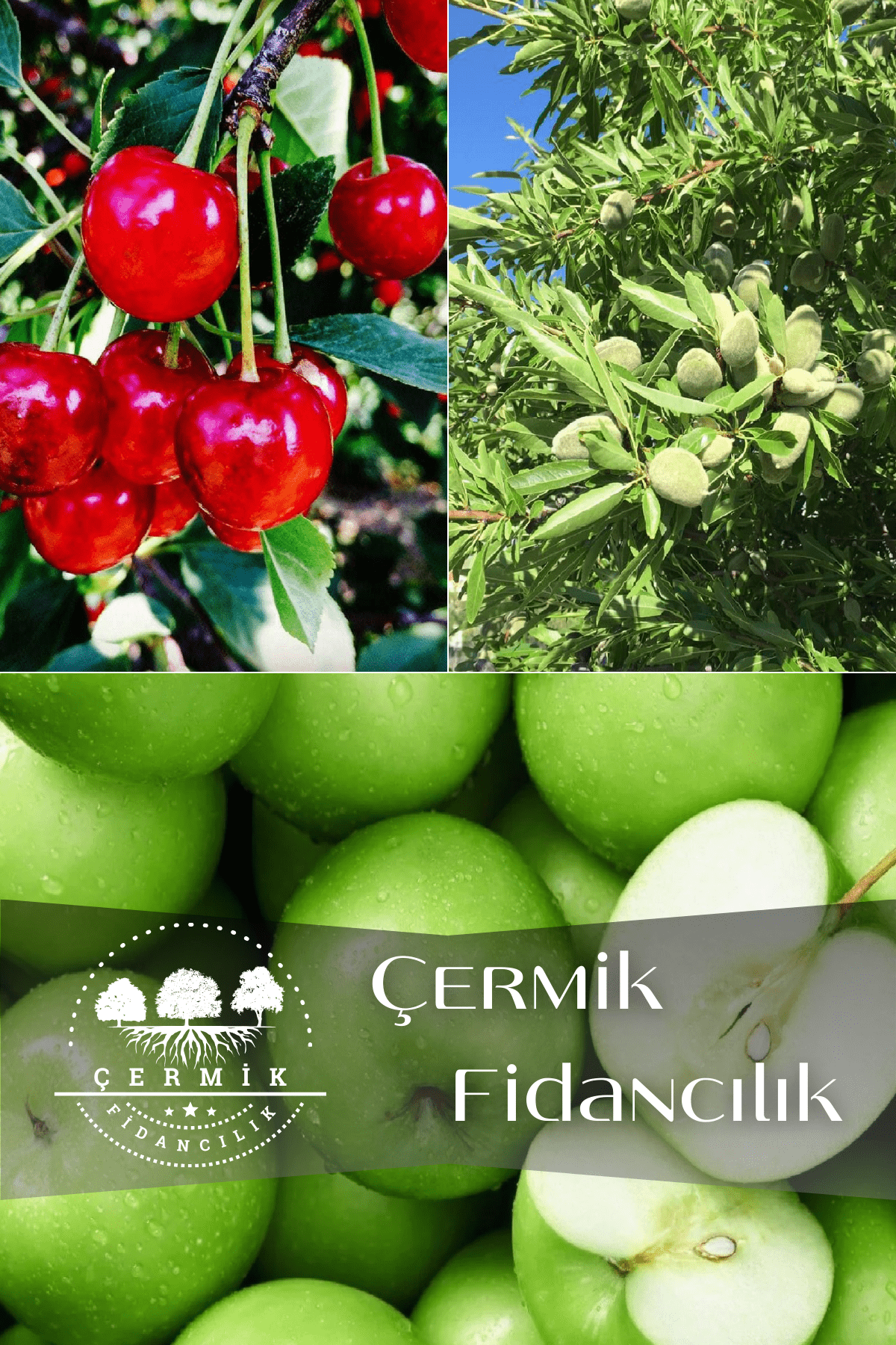 3 Çeşit Karışık Meyve Fidanı Vişne , Badem Ve Yeşil Elma