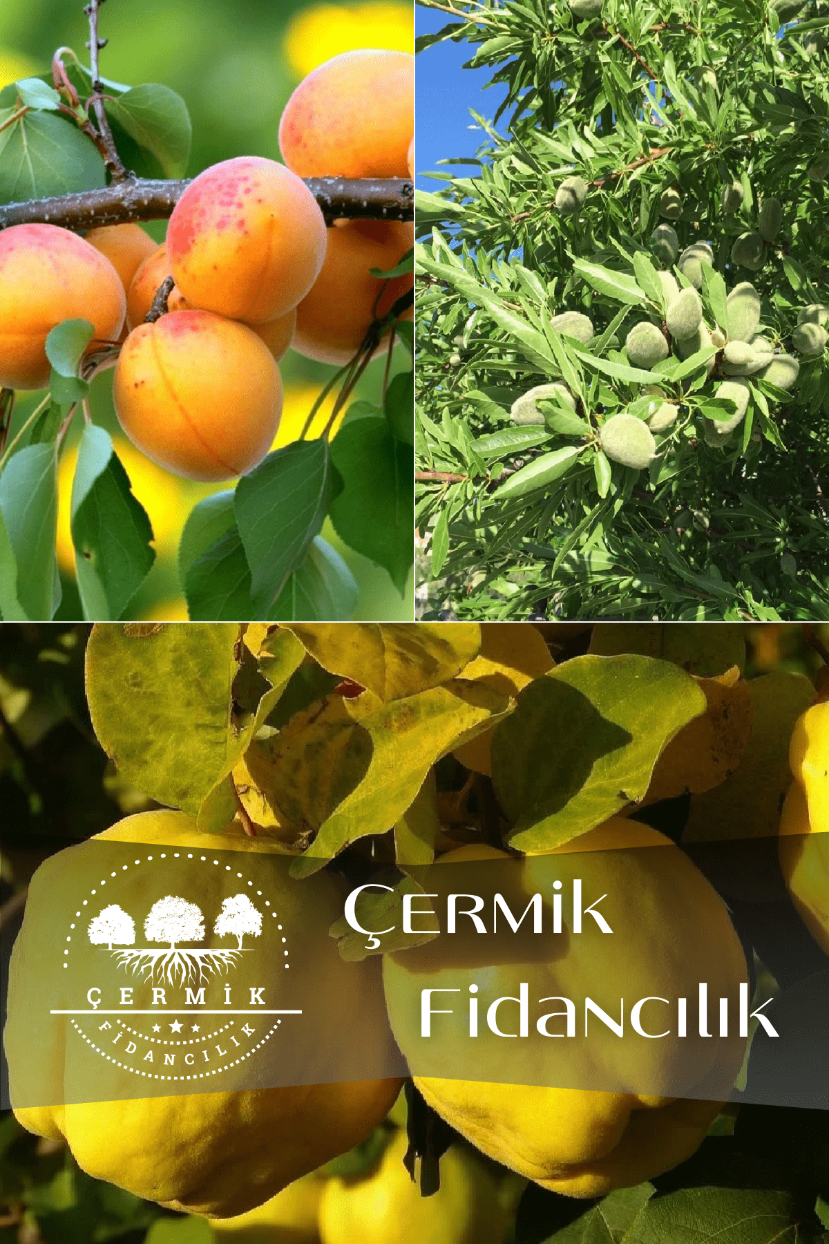 3 Çeşit Karışık Meyve Fidanı Şekerpare Kayısı , Badem Ve Ayva