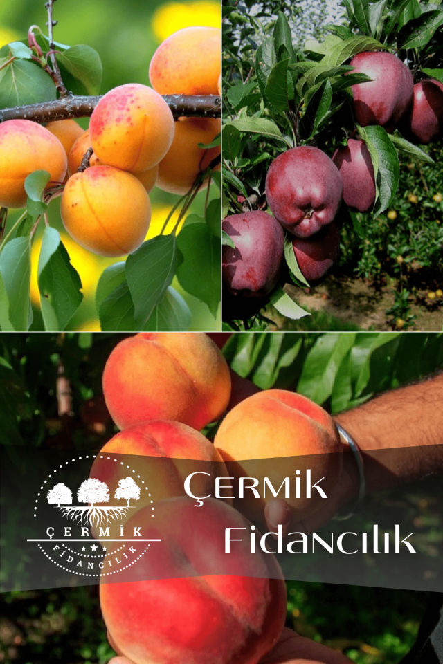 3 Çeşit Karışık Meyve Fidanı Şekerpare Kayısı , Kırmızı Elma Ve Şeftali