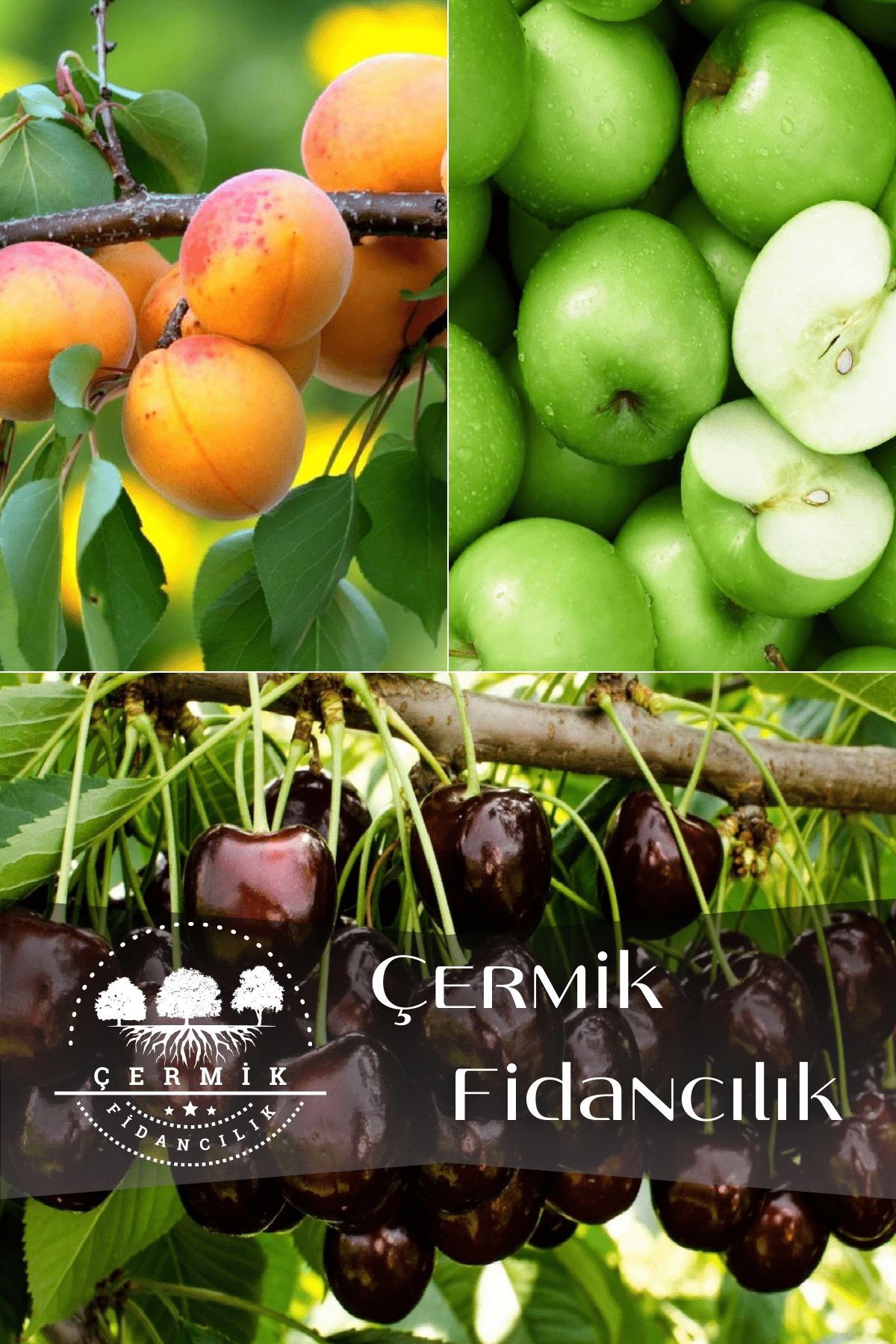 3 Çeşit Karışık Meyve Fidanı Şekerpare Kayısı , Yeşil Elma Ve Kara Kiraz