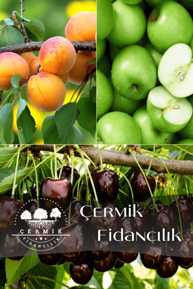 3 Çeşit Karışık Meyve Fidanı Şekerpare Kayısı , Yeşil Elma Ve Kara Kiraz