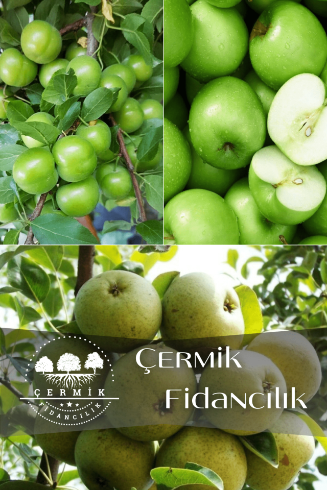 3 Çeşit Karışık Meyve Fidanı Can Erik , Yeşil Elma Ve Ankara Armut