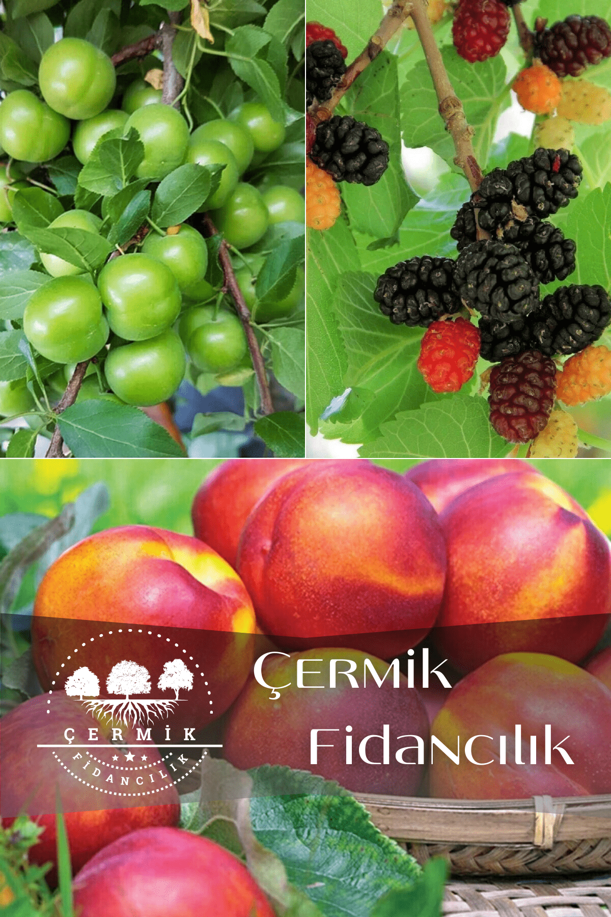 3 Çeşit Karışık Meyve Fidanı Can Erik , Kara Dut Ve Nektarin