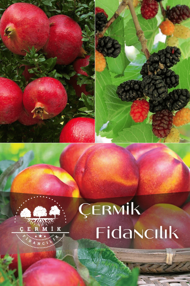3 Çeşit Karışık Meyve Fidanı Hicaz Nar , Kara Dut Ve Nektarin