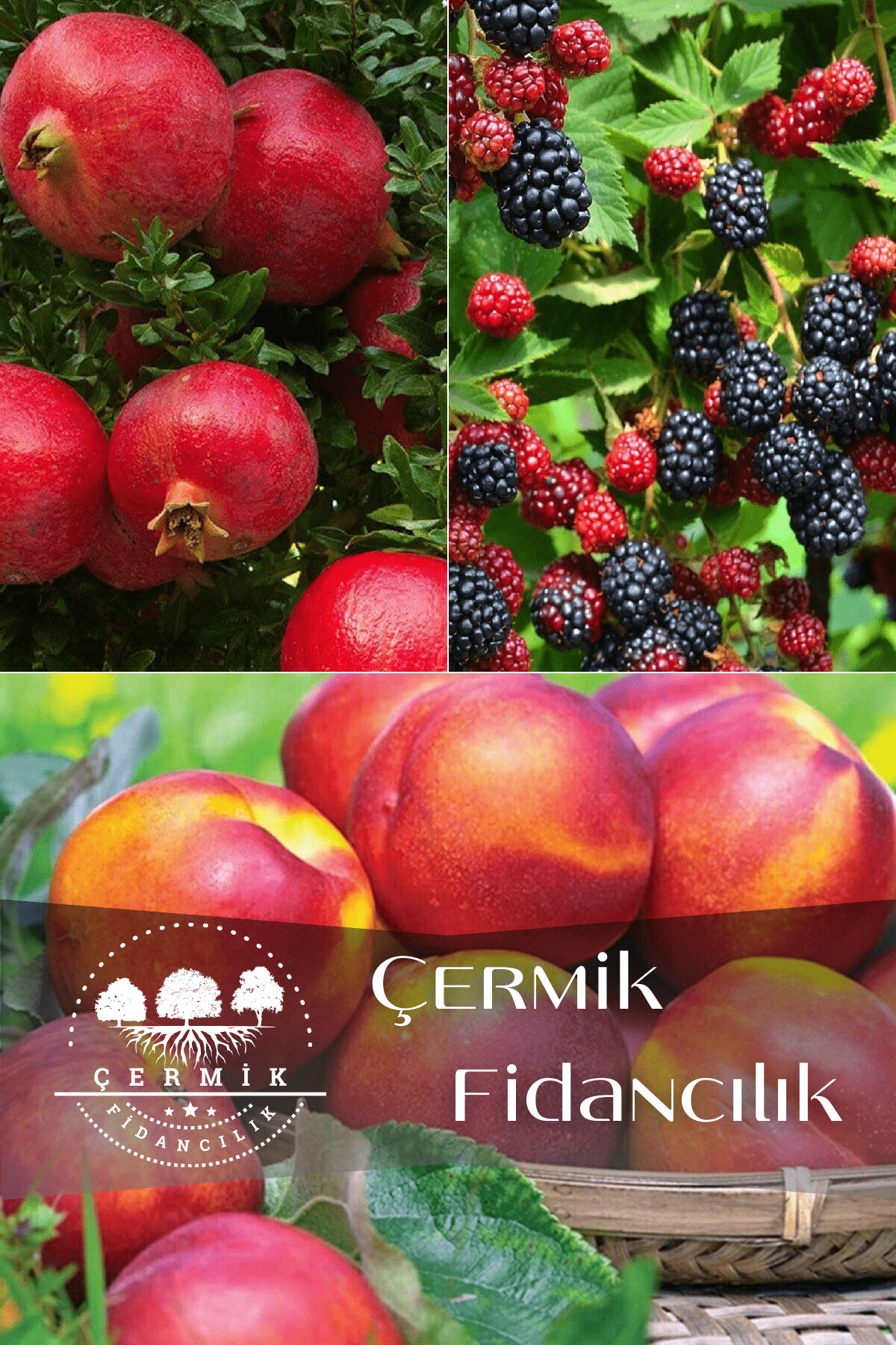 3 Çeşit Karışık Meyve Fidanı Hicaz Nar , Böğürtlen Ve Nektarin