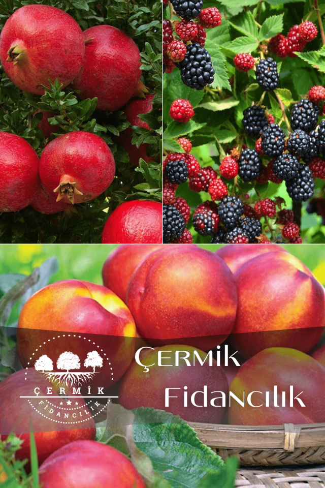 3 Çeşit Karışık Meyve Fidanı Hicaz Nar , Böğürtlen Ve Nektarin