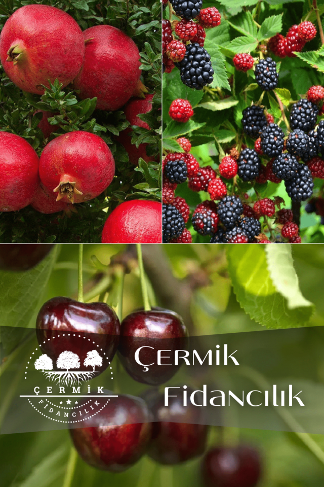 3 Çeşit Karışık Meyve Fidanı Hicaz Nar , Böğürtlen Ve Napolyon Kiraz