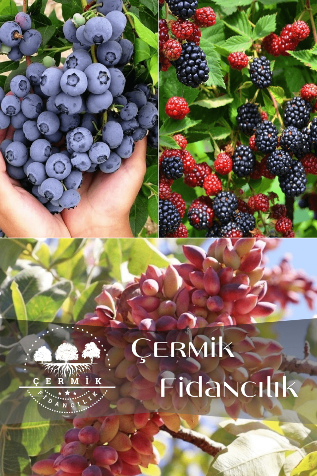 3 Çeşit Karışık Meyve Fidanı Yaban Mersini , Böğürtlen Ve Antep Fıstığı