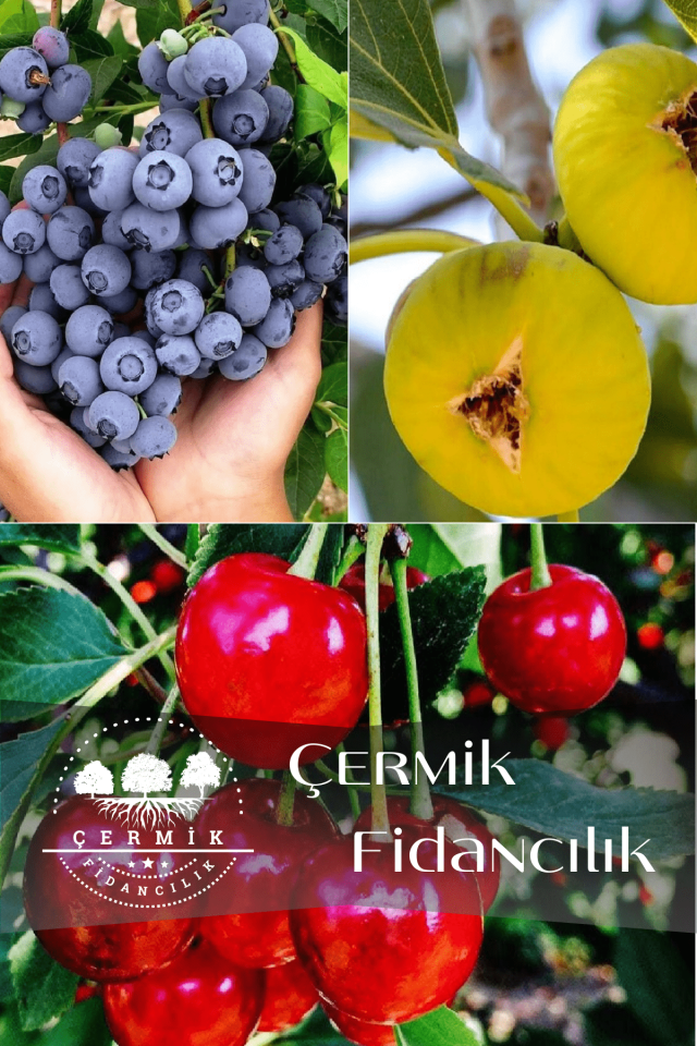 3 Çeşit Karışık Meyve Fidanı Yaban Mersini , Sarı İncir Ve Vişne