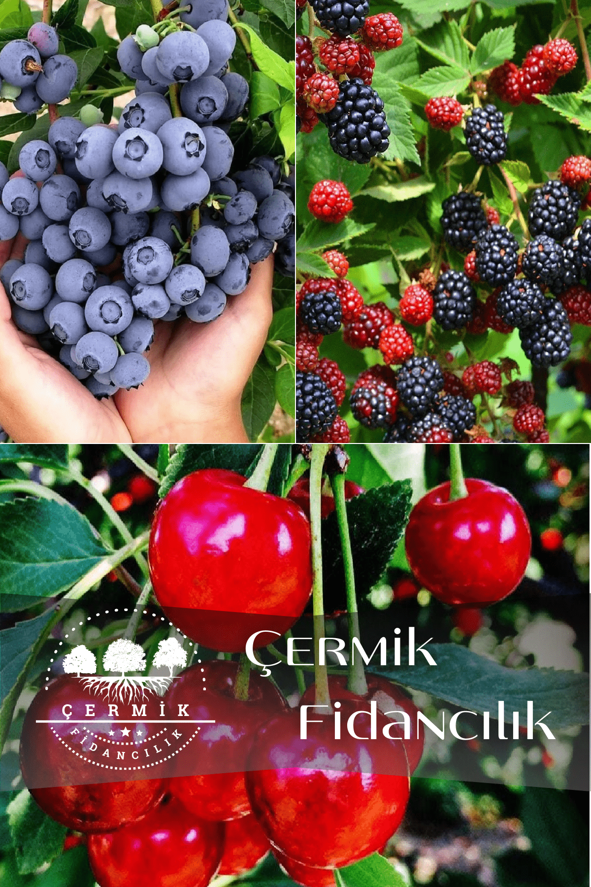 3 Çeşit Karışık Meyve Fidanı Yaban Mersini , Böğürtlen Ve Vişne