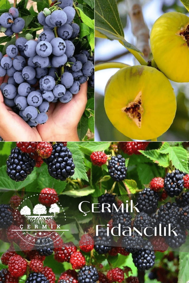 3 Çeşit Karışık Meyve Fidanı Yaban Mersini , Sarı İncir Ve Böğürtlen