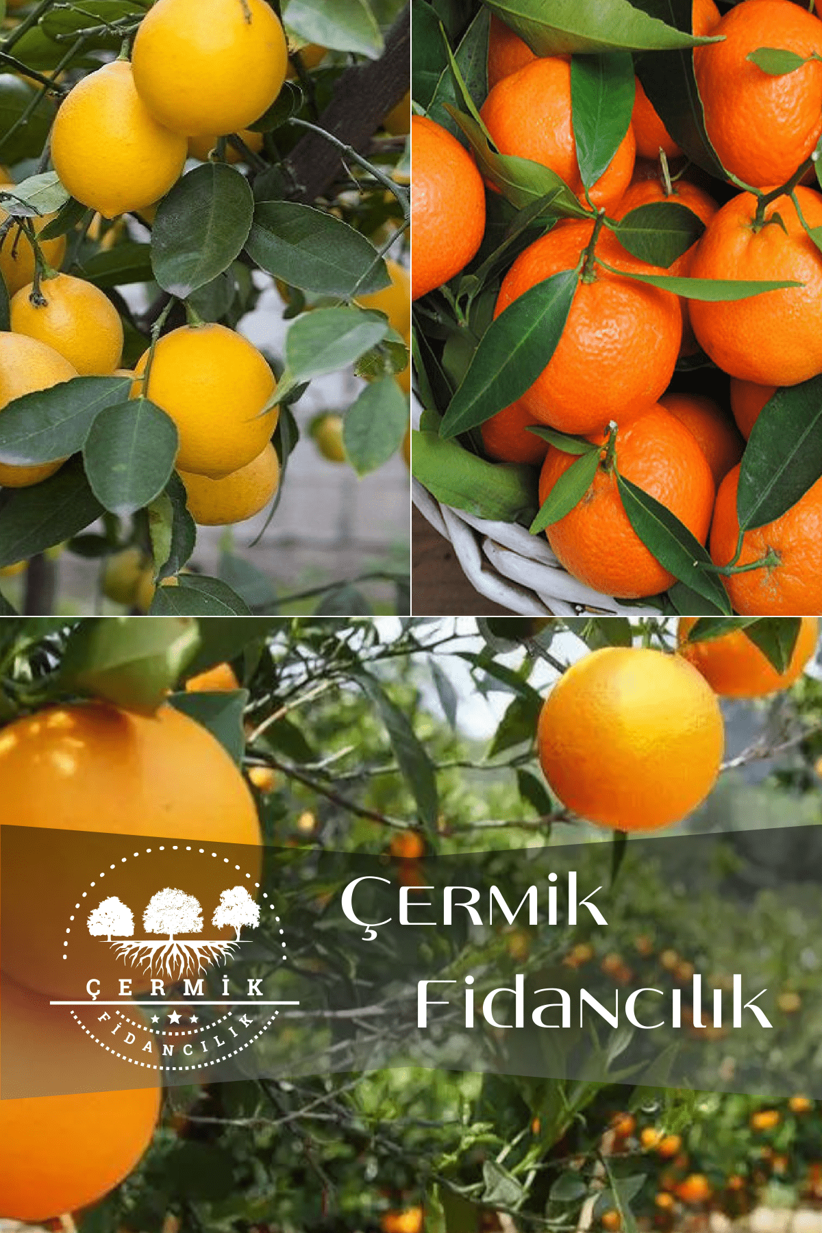 3 Çeşit Karışık Meyve Fidanı Portakal , Limon Ve Mandalina