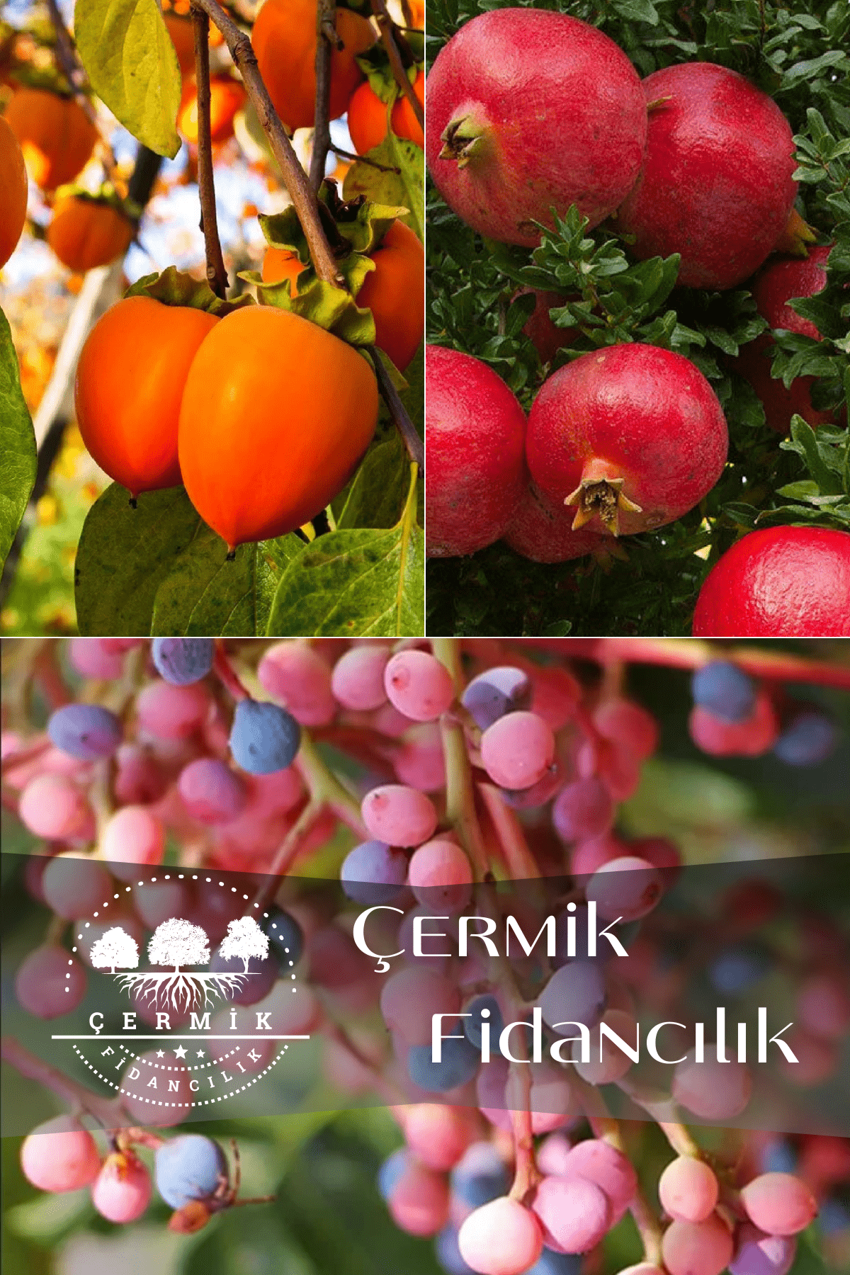 3 Çeşit Karışık Meyve Fidanı Hurma , Hicaz Nar Ve Menengiç