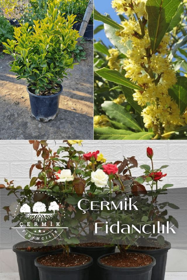 3 Çeşit Karışık Süs Fidanı Taflan , Defne Ve Gül