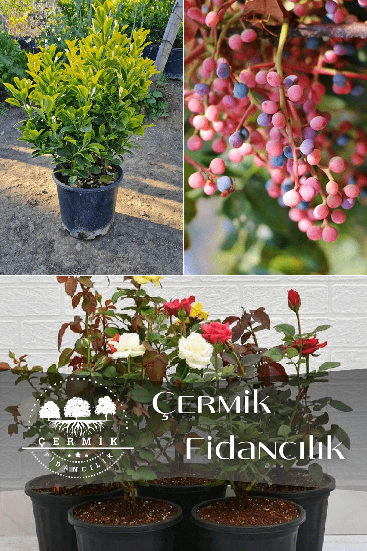 3 Çeşit Karışık Süs Fidanı Taflan , Menengiç Ve Gül