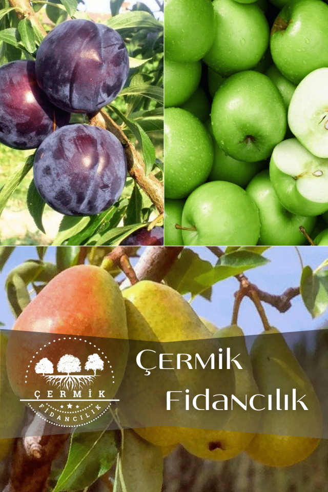 3 Çeşit Karışık Meyve Fidanı Kara Dut , Yeşil Elma Ve Armut