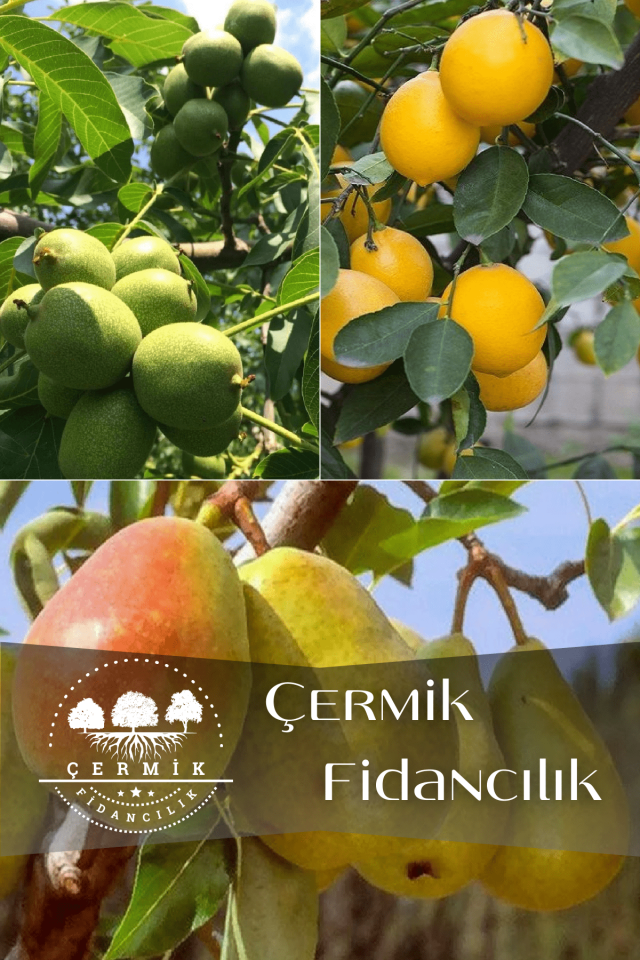3 Çeşit Karışık Meyve Fidanı Ceviz, Limon Ve Armut
