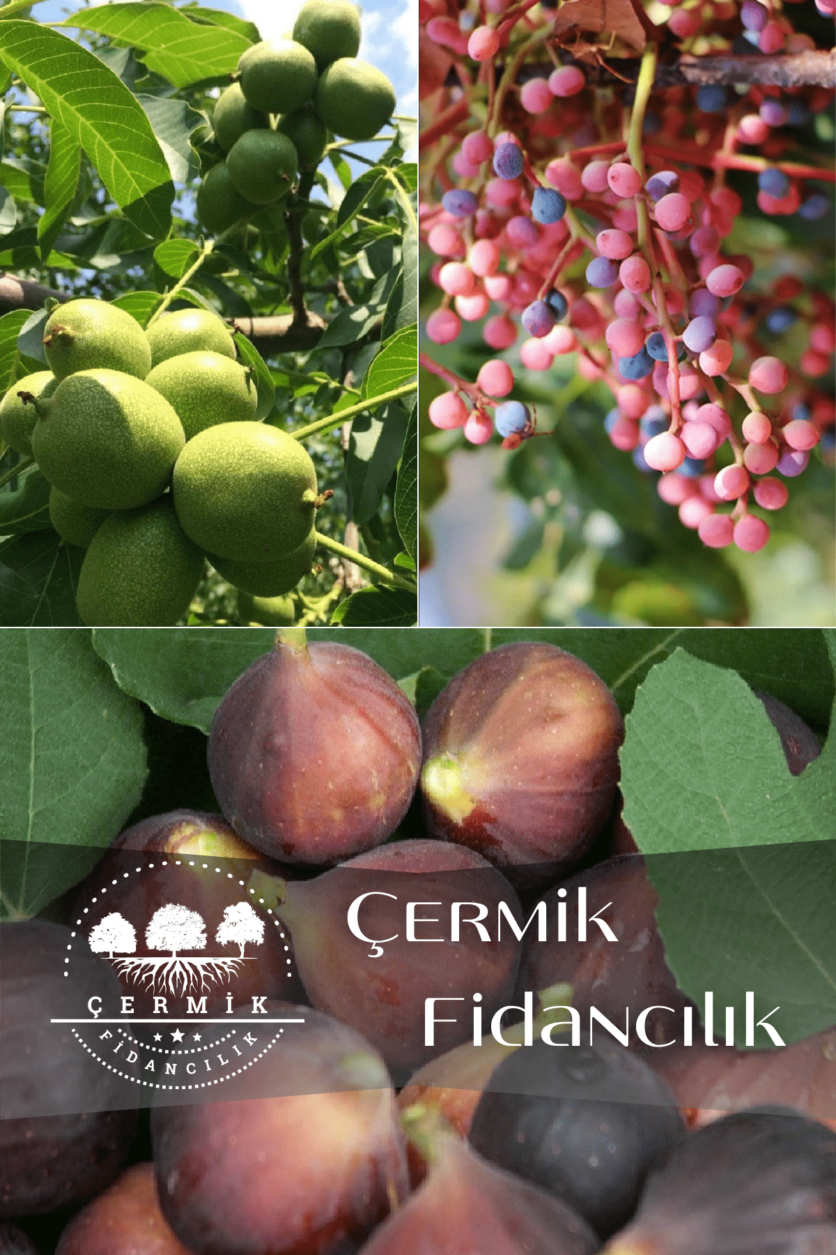 3 Çeşit Karışık Meyve Fidanı Ceviz, Siyah İncir Ve Menengiç